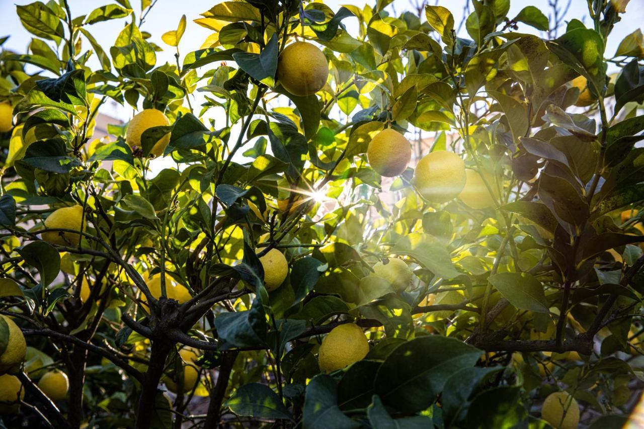 The Lemon Tree Lejlighed Vilaflor Eksteriør billede