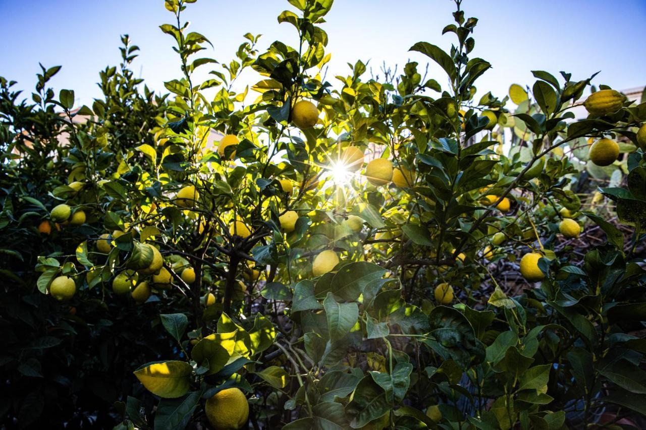 The Lemon Tree Lejlighed Vilaflor Eksteriør billede