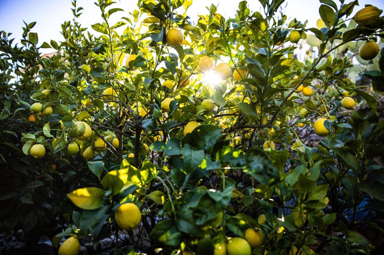 The Lemon Tree Lejlighed Vilaflor Eksteriør billede
